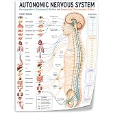 Autonomic Nervous System Canvas Wall Art, Parasympathetic &amp; Sympathetic Pathways Anatomy Poster, Medical Educational Chart for Classroom and Clinic 8x10inch(20x25cm) Unframe-style