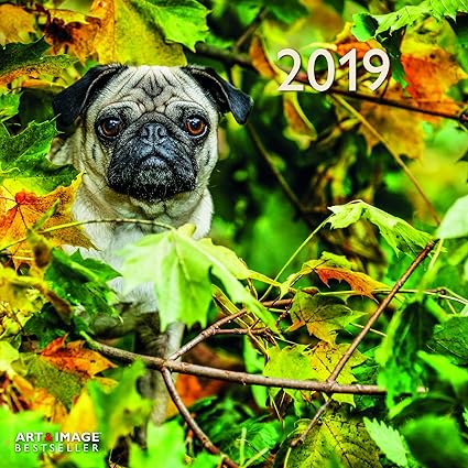 Images Gratuites Chiot Mignonne Canin Animal De