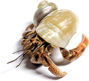 Nature Gift Store 1 Live Pet Hermit Crab Shipped Now: Purple Pincher Land Crab
