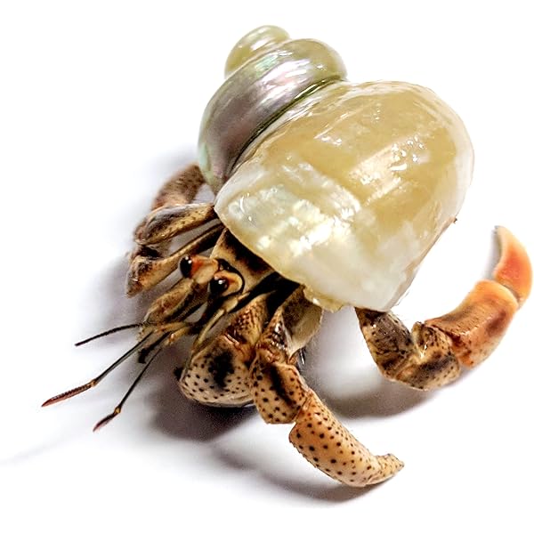 hermit crab cages amazon