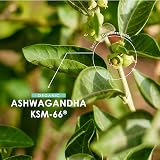 ALPHA01 Organic Ashwagandha KSM-66 1650mg 5% Withanolides with Black Pepper view 4