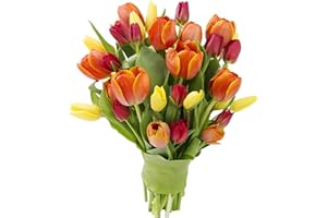 BLOOMS2DOOR KaBloom Flowers - Mother's Day Collection - Combo Pack of 30 Fresh Yellow, Orange, and Red Tulips without vase.Gift for Birthday, Thank You, Valentine, Mother’s Day Fresh Flowers