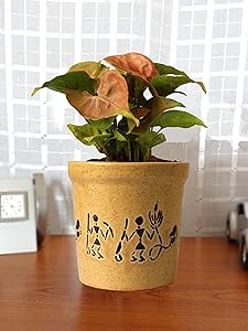Rolling Nature Good Luck Air Purifying Live Pink Syngonium Plant in Brown Jar Aroez Ceramic Pot