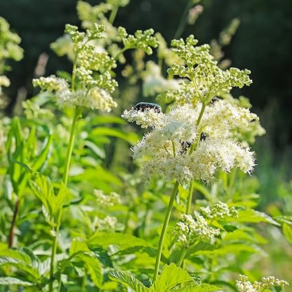 Echte Mädesüß Samen (Filipendula Ulmaria) – 500 Samen Für Den Garten