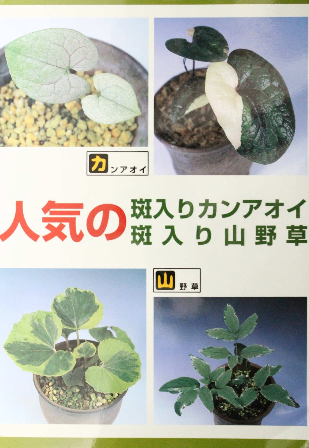 人気の斑入りカンアオイ 斑入り山野草 本 通販 Amazon