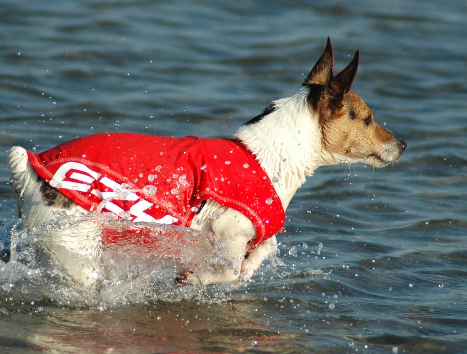 EZYDOG Rashie Dog Weather Vest, Red, L - Image 5