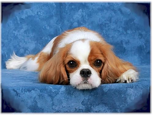 Amazon.com: Cavalier King Charles Spaniel Blenheim: Handmade