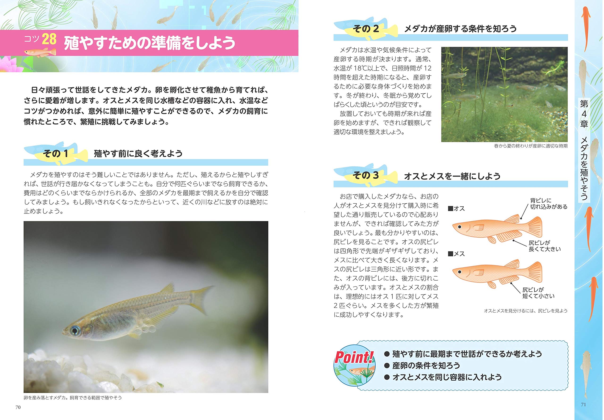 68 以上節約 専門店が教える メダカの飼い方 改訂版 失敗しない繁殖術から魅せるレイアウト法まで コツがわかる本 Dprd Jatimprov Go Id