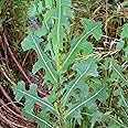 Palm Beach Medicinal Herbs - Prickly Wild Lettuce (Lactuca serriola) - Packet of 25 Seeds