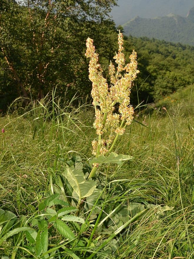 Rheum Officinale Seeds 15+ Semillas orgánicas asombrosas de la ...