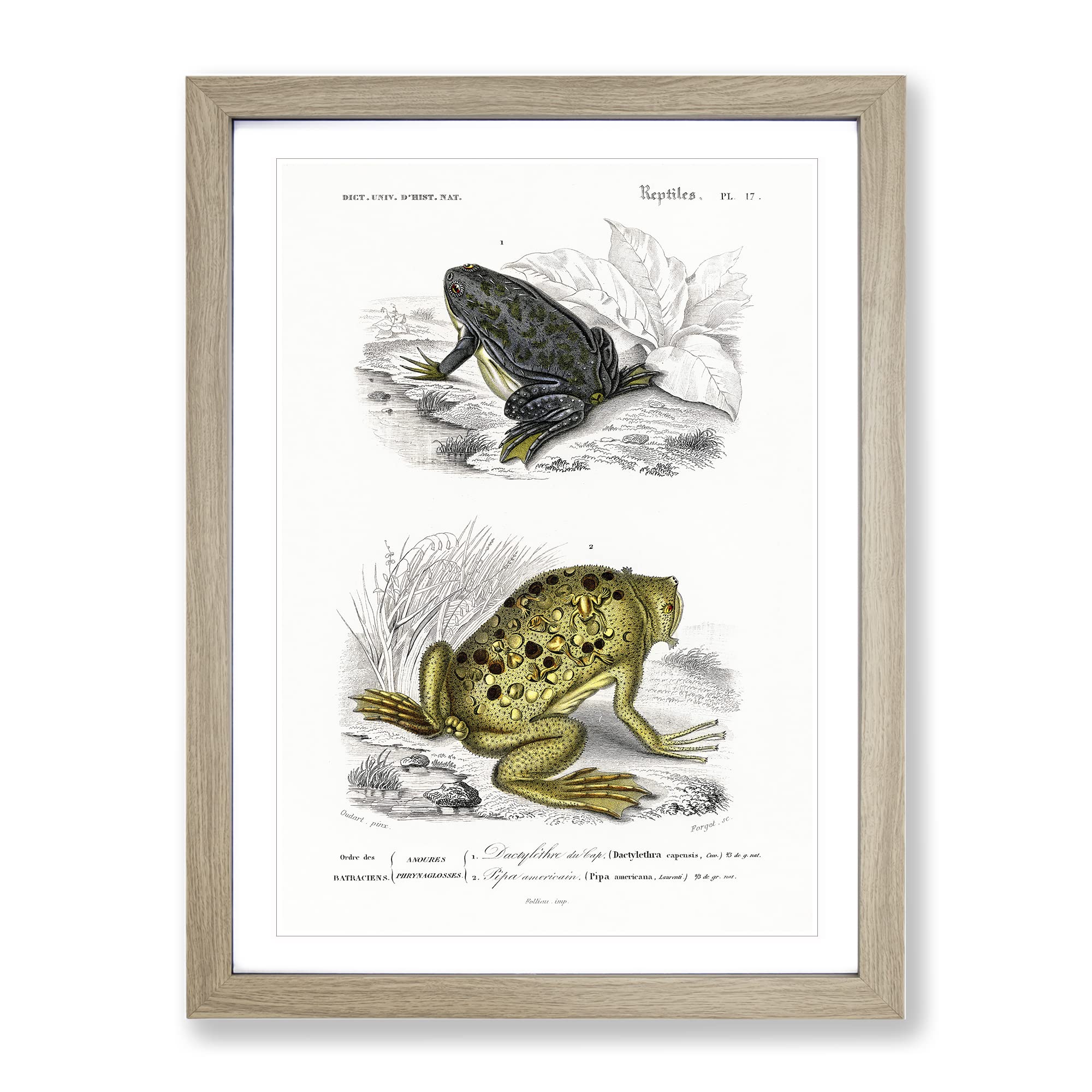 Frog & Toad Illustration By Charles D' Orbigny Vintage Framed Wall Art Print, Ready to Hang Picture for Living Room Bedroom Home Office Décor, Oak A3 (34 x 46 cm)