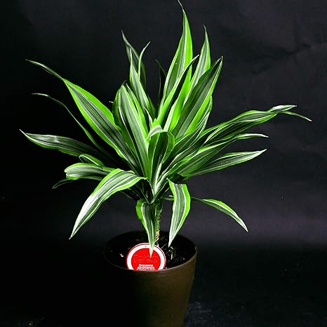 Amazon お祝い ギフト 観葉植物5寸 ワーネッキー コンパクトなテーブルサイズ ラッピングしてお届け 鉢花 鉢植え フラワーギフト インテリアグリーン インドアグリーン 早い者勝ち いろいろな観葉植物の種類が選べます 店長こだわり逸品 開店祝い 新築祝い 誕生日