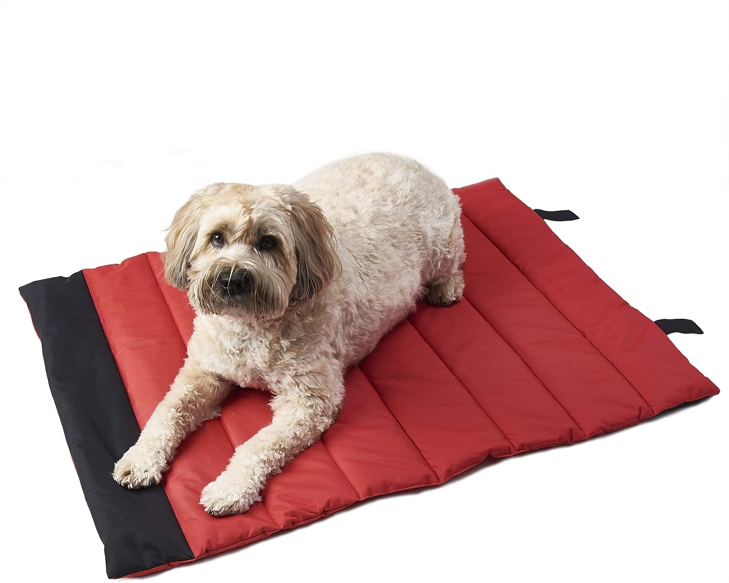 eddie bauer dog beds
