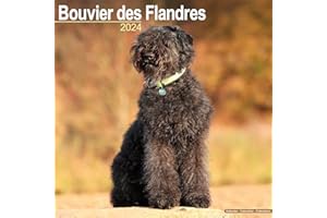 Bouvier Calendar - Bouvier Des Flandres - Dog Breed Calendars - 2023 - 2024 wall calendars - 16 Month by Avonside
