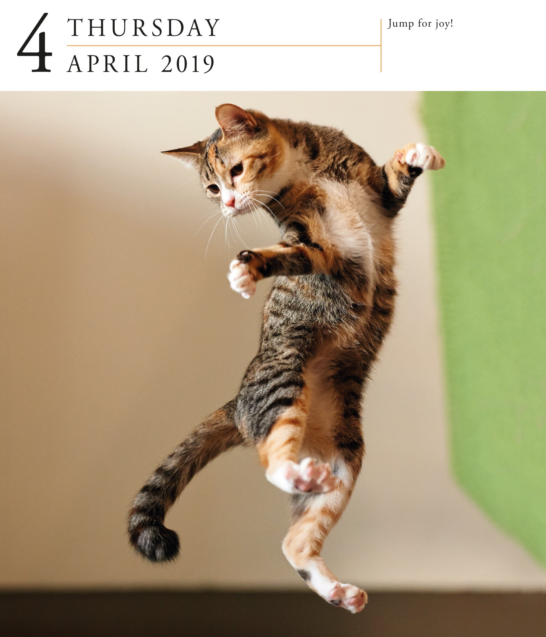 [- 2019 Cat Gallery Page-A-Day Gallery Calendar -]