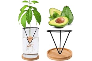 Bylion Avocado Tree Growing Kits, Avocado Growing Vase Wooden Base Avocado Seed Starter Vase Glass Plant Pot Easy Seed Sprout Starter Gift for Women Gardening Lovers Home Office Table Decoration