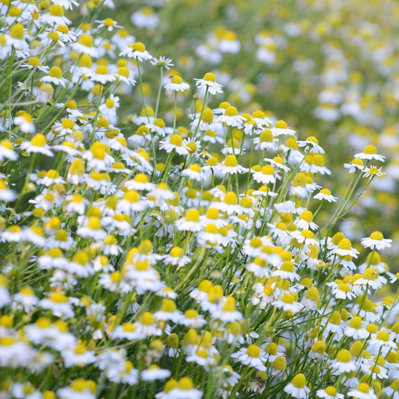German Chamomile Seeds (Matricaria recutita) 75+ Medicinal
