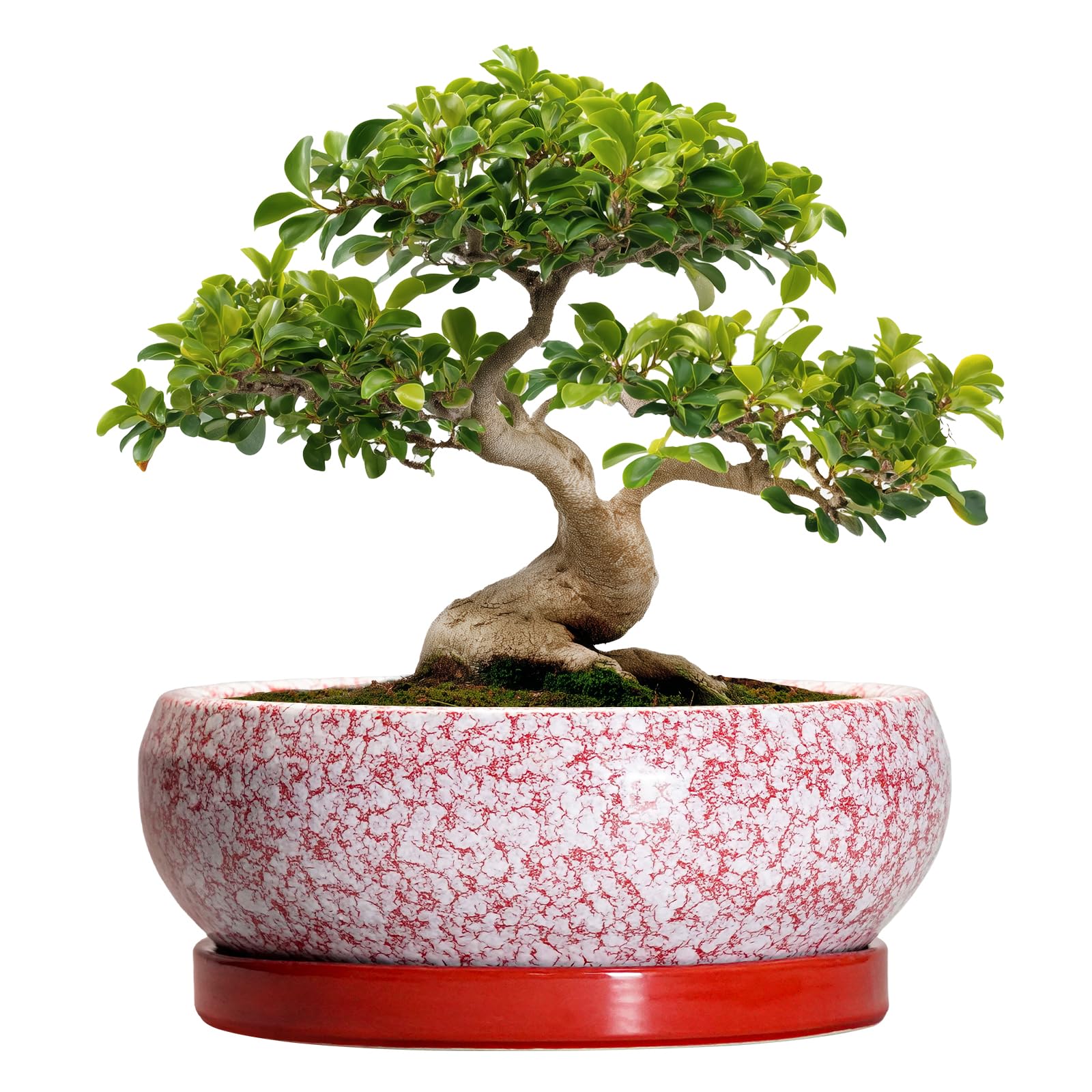 EPFamily Bonsai Tree Pots 13 Inch - Ceramic Bonsai Pots with Drainage Hole and Tray, Large Succulent Planters Indoor, Round Bowl Planter Outdoor, Shallow Planter, Garden Decor, Plant Lover Gifts, Red Image