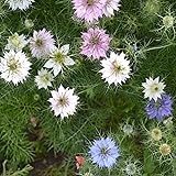 Outsidepride Jewels Mix Nigella Seeds - 1000 Pcs