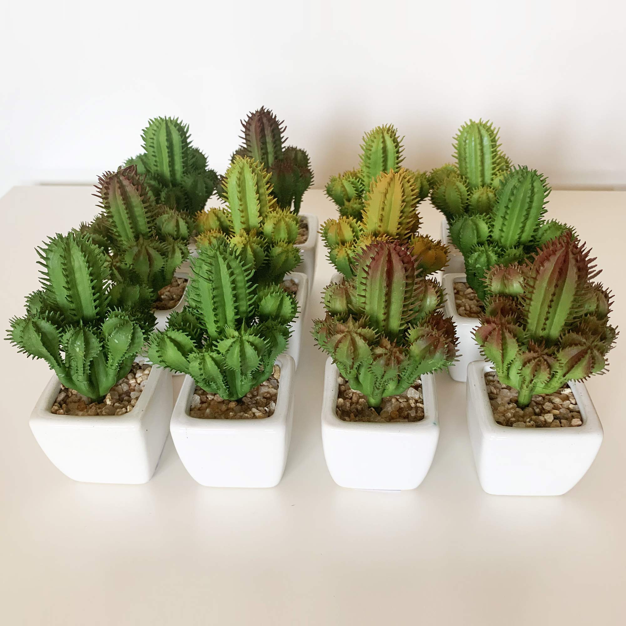 WELLHOME 12 Assorted Cardon Cactus with Pottery Pot, Pack 6 St022, 17 x 8 cm