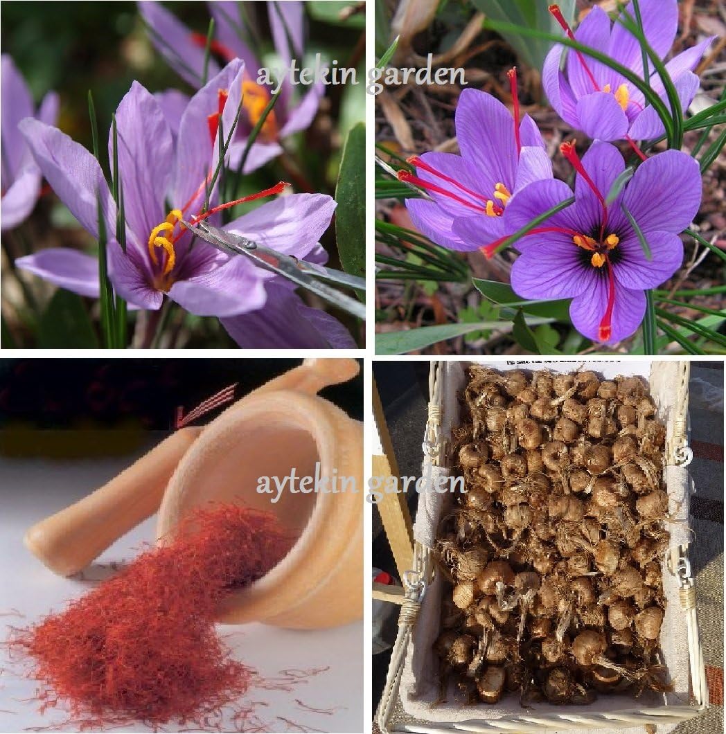 10 Saffron Bulbs Crocus Sativus Flowers Corms Original Turkey Bulbs