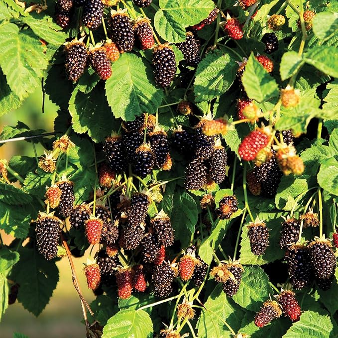 Burpee Marionberry BlackBerry Fruit, 1 Plant