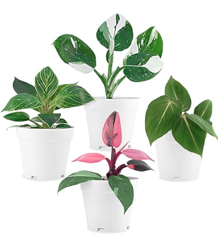 Amazon.com : Calathea 'Green Goddess' | Live Plant for Indoor & Outdoor |  for Living Room, Office, Bathroom | (4" Pot) : Patio, Lawn & Garden
