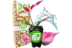 Alternanthera Party Time Joseph's Coat of Many Colors Live Plant - Alternanthera by Wellspring Gardens Starter Plant - Foliage for Gardens & Landscapes, Easy Care Outdoor Plant, Green and Pink Shrub