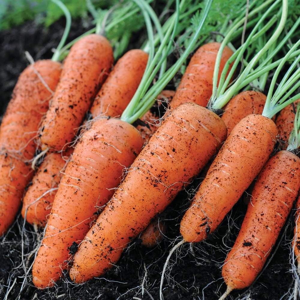 Carrot Seeds Grow Your Own Vegetables Garden & Allotments Produce Fly Away Variety Approx 400 Seeds 1 x Finished Packet by Thompson & Morgan