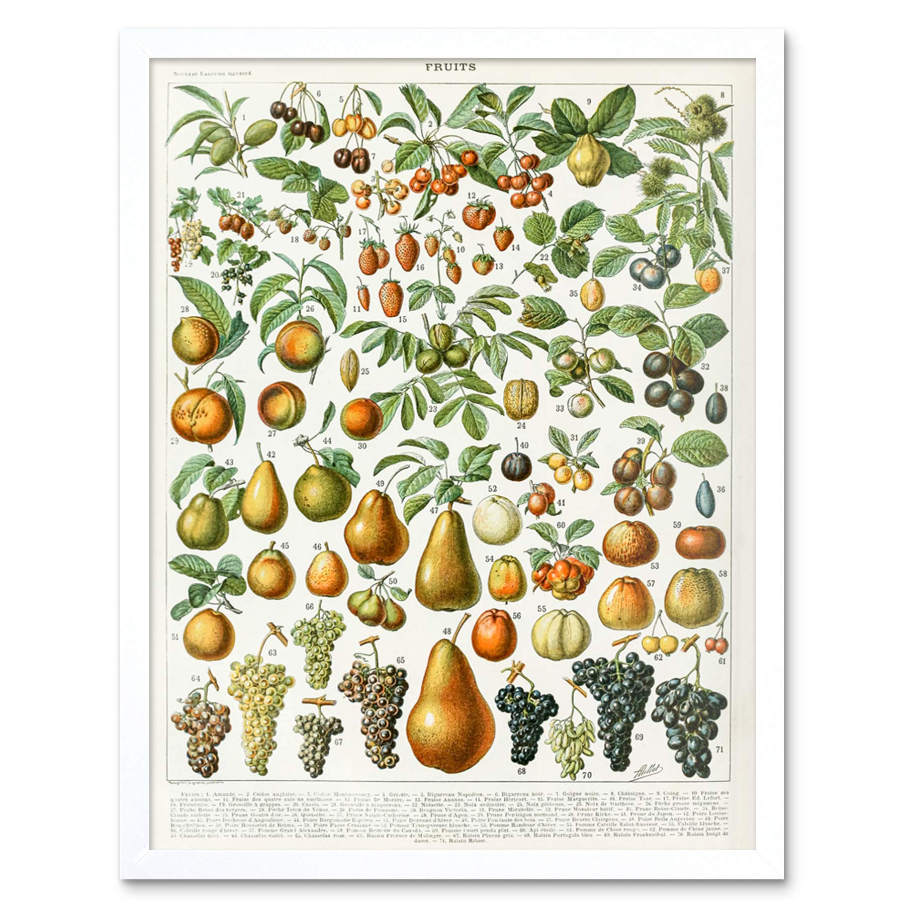 Artery8 Millot Encyclopedia Page Fruit Pear Grapes Art Print Framed Poster Wall Decor 12x16 inch — image 1