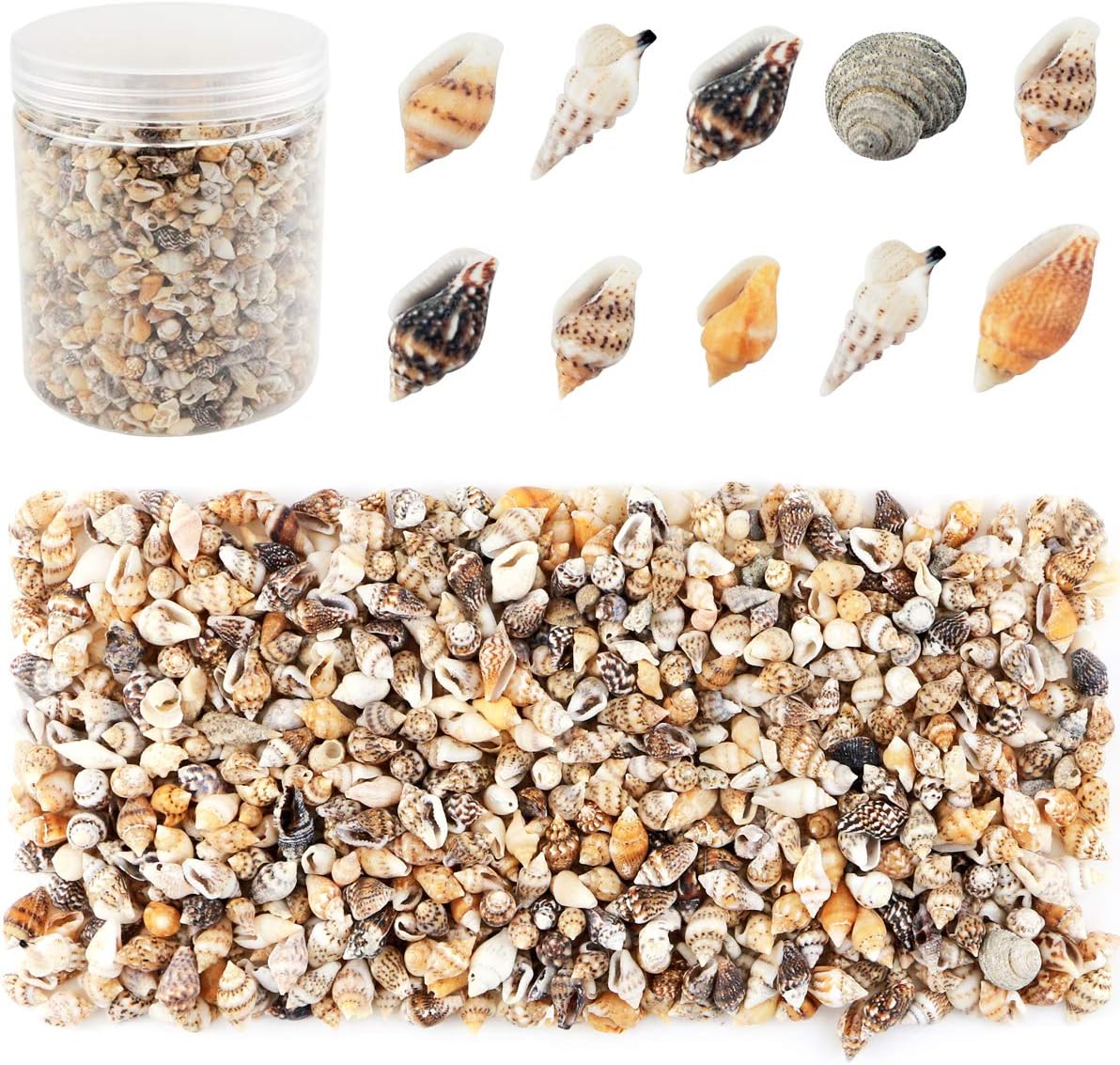 Vase Fillers - Weoxpr 2000 Pcs Tiny Sea Shells Mixed Ocean Beach Spiral Seashells Craft Charms for Home Decorations, Beach Theme Party, Candle Making, Wedding Decor, DIY Crafts, Fish Tank and Vase Filler(5-12mm)