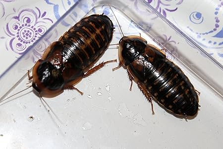 Amazon Com Adult Dubia Roaches 10 Females 5 Males Everything Else