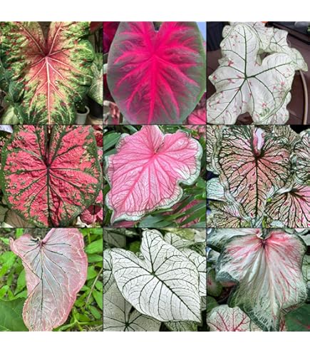 Green And White Caladium Bulbs - 6 Pack Easy Grow Perennial Plants For Garden & Containers