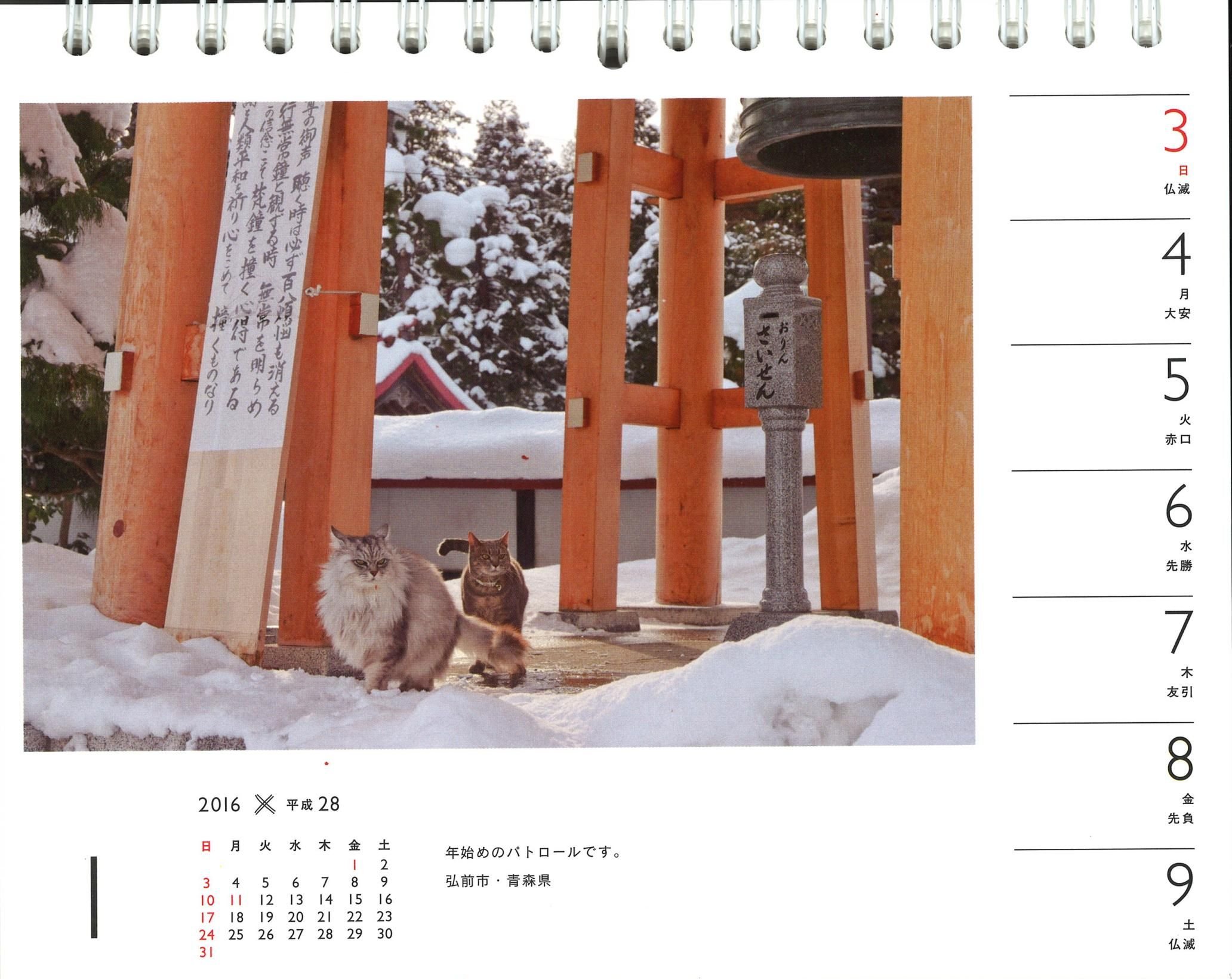 カレンダー16 岩合光昭 ねこ 週めくり卓上 ヤマケイカレンダー16 動物学一般 Www Bollywoodpapa Com