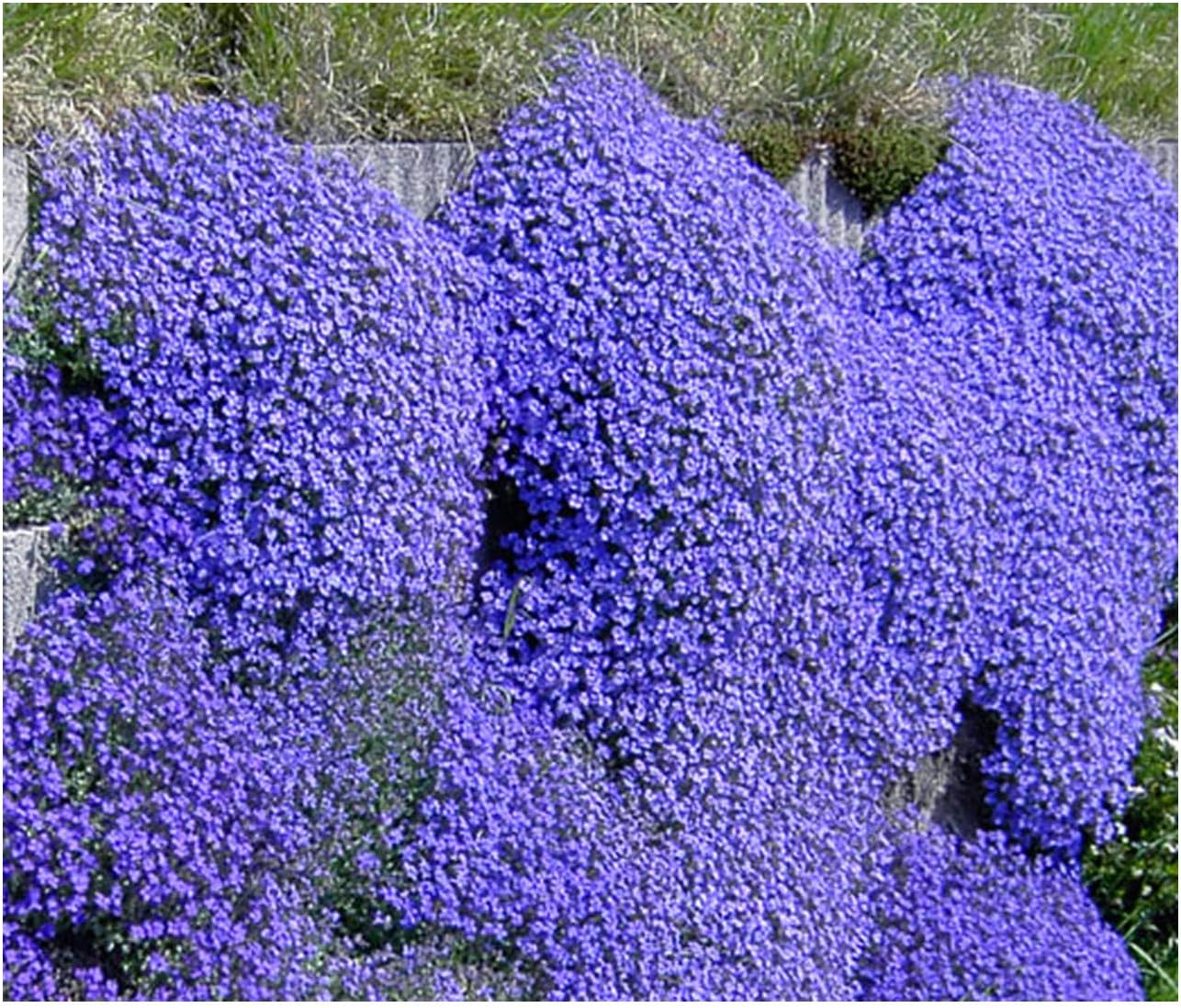 Aubrieta cultorum Cascade Blue Aubrieta Plant in 9 cm Pot Amazon.co
