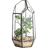 NCYP 8.66inches Height Small Irregular Geometric Glass Terrarium Planter with Door, Tabletop Container Pot for Succulents Flo