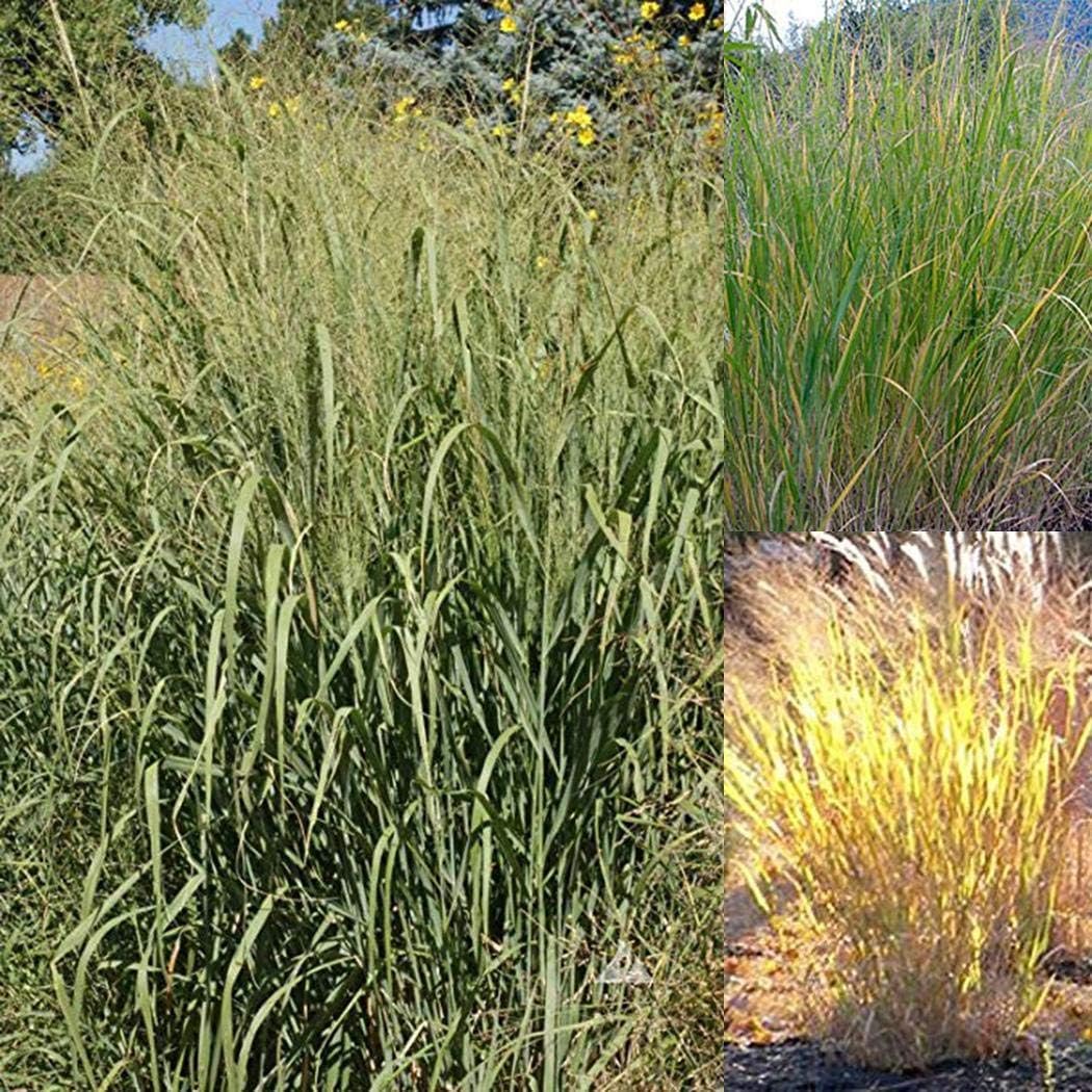 Tomasa Seedshouse- African Lamprey Grass Seeds Hardy Perennial Plant Seeds Rare Pennisetum Ornamental Grass Seeds, Easy Care Plants