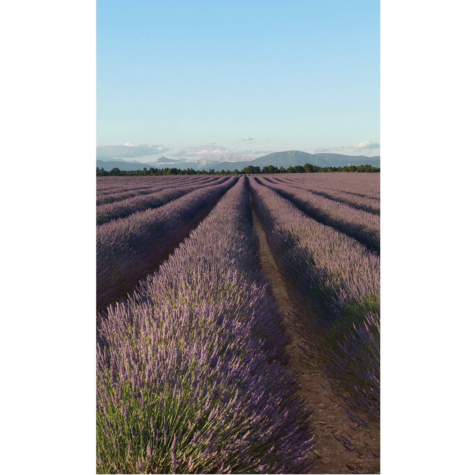 Plage 145424 Panoramic Indoor/Lavender Champ Beach, 1.5 x 2.5 m