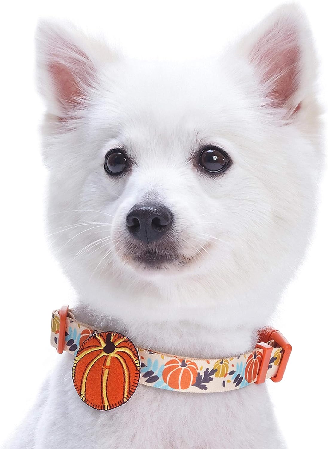 Blueberry Pet 8 Patterns Thanksgiving Fall Harvest Festival Pumpkin Designer Adjustable Dog Collar with Decoration, Large, Neck 18"-26" : Pet Supplies