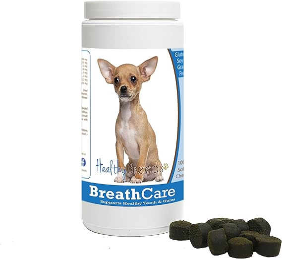 chihuahua breath stinks