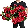 Dophinena Pack of 4 - Artificial Geraniums Bundles Full Blooms Silk Flower Plants Geranium Bush Red Color for Home Garden Wedding Indoor Outdoor Decor (Red - Pack of 4)