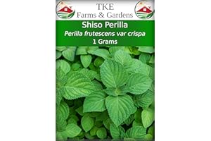 TKE Farms & Gardens - Green Shiso Perilla Seeds for Planting, 200+ Heirloom Non-GMO Perilla Seeds, Adds Bold, Spicy Aroma to Asian Dishes, Ideal for Indoor & Outdoor Gardens, Qty 1
