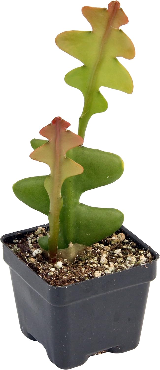 RIC Rac Orchid Cactus (Epiphyllum anguliger) Garden