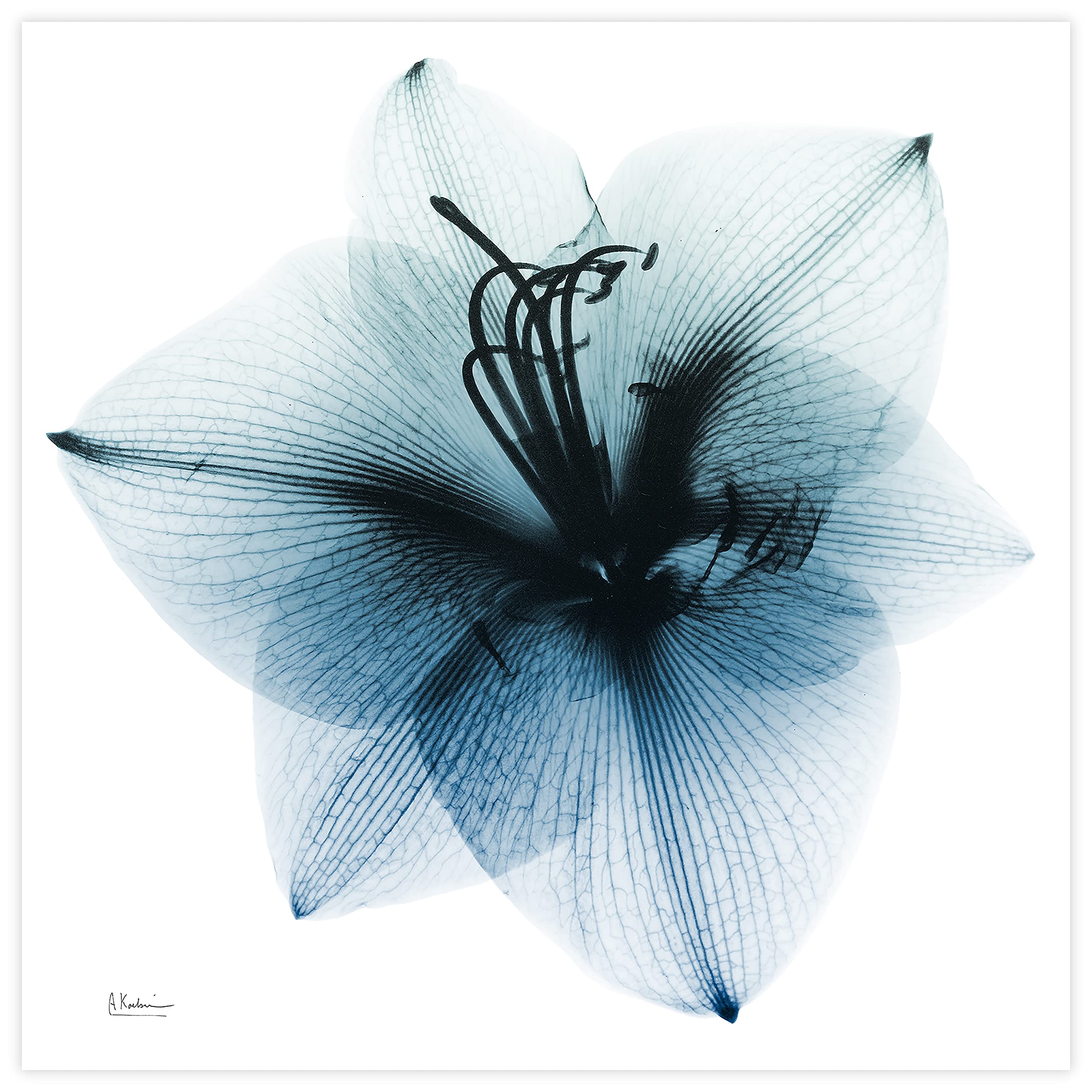 Empire Art Direct Frameless Free Floating Tempered Glass Panel Graphic Wall Art Ready to Hang, 38" x 38", Glacial Amaryllis Image