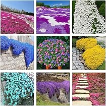 3000+ Mix Creeping Thyme Seeds Ground Cover for Planting - 6