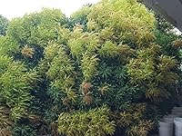 Review Image by IslandFaves IslandFaves