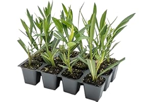 CITRONELLAKING 12 White Oleander Shrubs | Live Plants in 2.5-inch Nursery Cubes | “Sister Agnes” Variety | Deer-Resistant Evergreen Perennial | Stunning White Blooms for Outdoor Hedges & Garden Landscaping