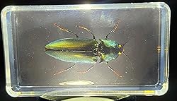 2.9" Real Snapping Jewel Beetle in Crystal Clear