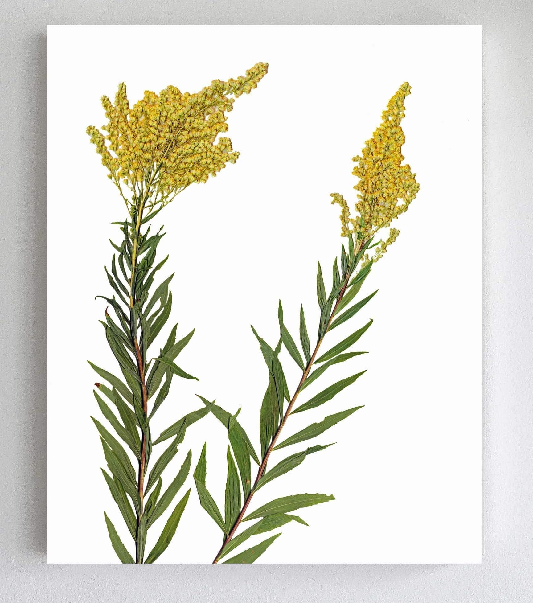 Goldenrod Botanical Print - Pressed Flowers Art - Unframed Giclee Print - 5X7, 8X10 or 11X14 - Wildflower Art