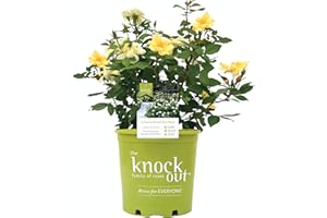 PREMIER PLANT SOLUTIONS Rose K.O. Sunny Knockout G3